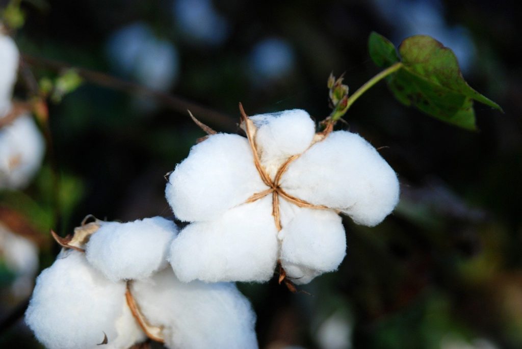 Facts About Cotton To Help You Make The Right Choice [Study]