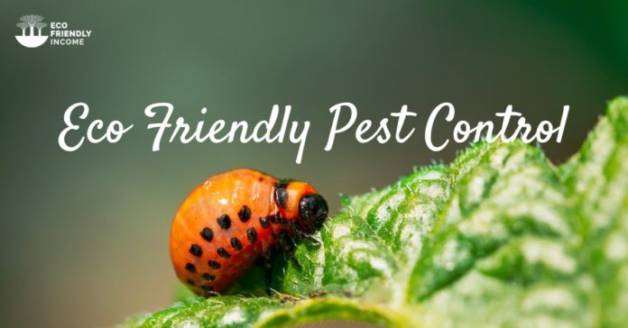 Eco Friendly Pest Control Methods (1)