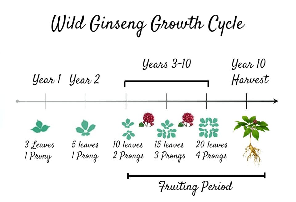 Forest Farming American Ginseng Growth Cycle
