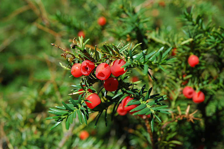 Boreal Forest Medicinal Plants The Illustrated Foraging Guide