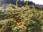 Boreal Forest Medicinal Plants The Illustrated Foraging Guide