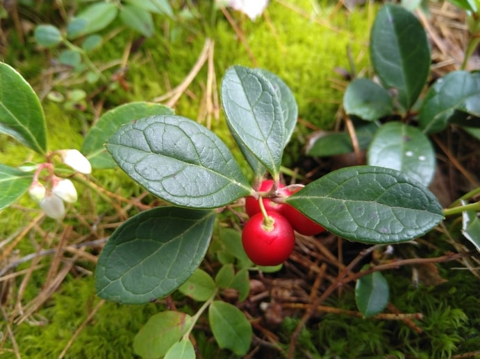 Shrubs, Herbs and Other Plants - Boreal Forest