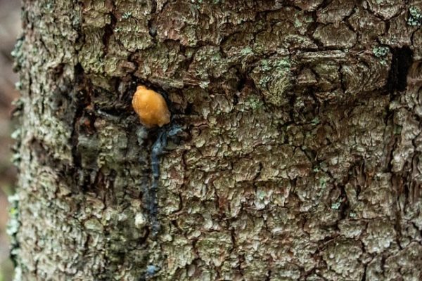 8 Boreal Forest Medicinal Trees Native Americans Used