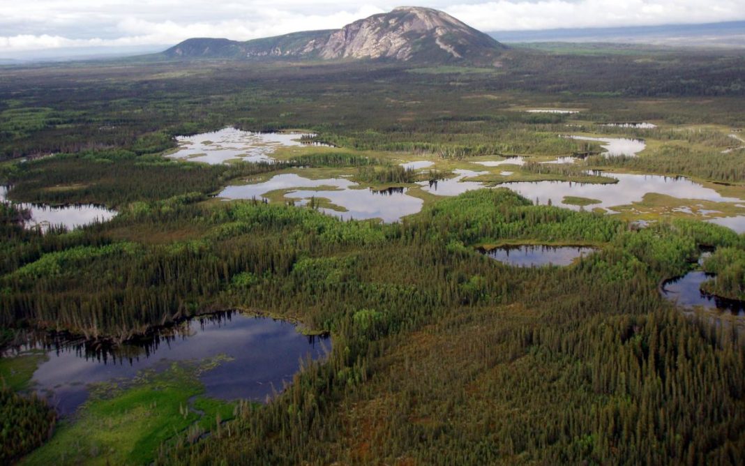 the-boreal-forests-of-the-world-north-s-natural-wonder