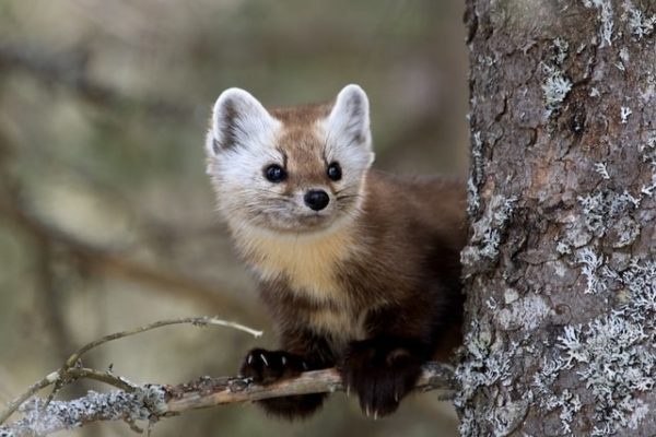 Boreal Forest Mammals: Meet North's Majestic Animals