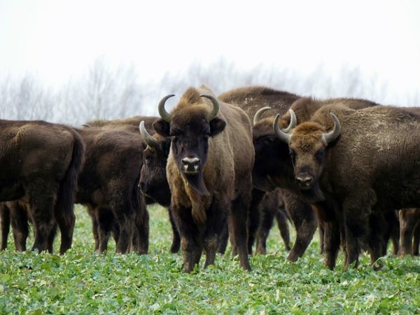 Boreal Forest Mammals: The Boreal Encyclopedia