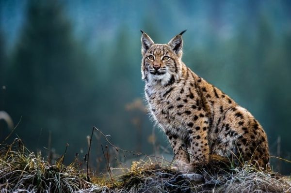 Boreal Forest Mammals: Meet North's Majestic Animals