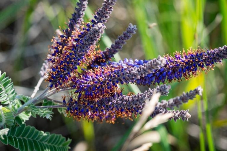 Zone 2 Perennial Shrubs & Flowers: The Propagation Guide