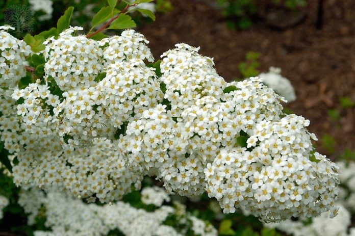 Zone 2 Perennial Shrubs & Flowers: The Propagation Guide