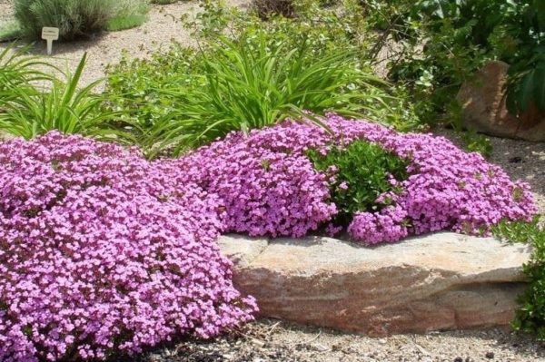 Zone 2 Perennial Shrubs & Flowers: The Propagation Guide