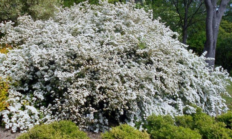 Спирея трехлопастная spiraea trilobata фото