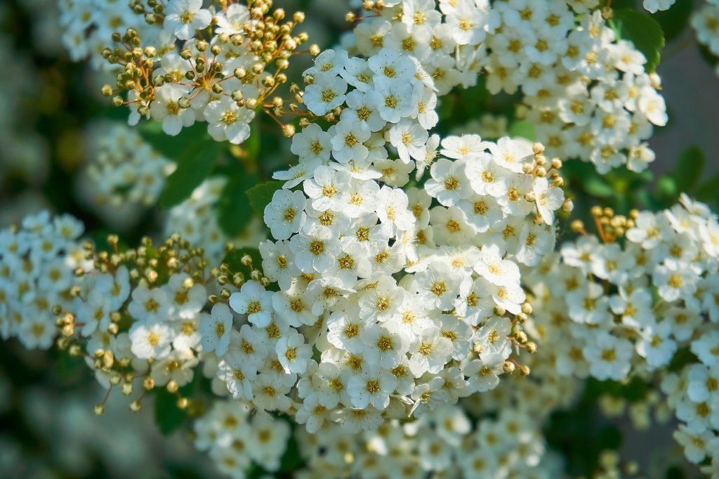 Спирея трехлопастная spiraea trilobata фото