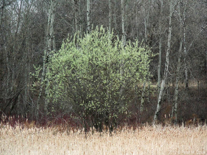 How To Propagate Pussy Willow Salix Discolor 