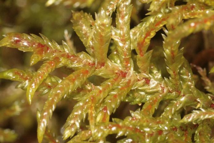 Boreal Forest Moss & Lichens: The Boreal Encyclopedia