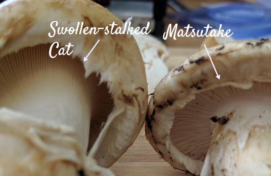 How To Identify Matsutake Mushrooms