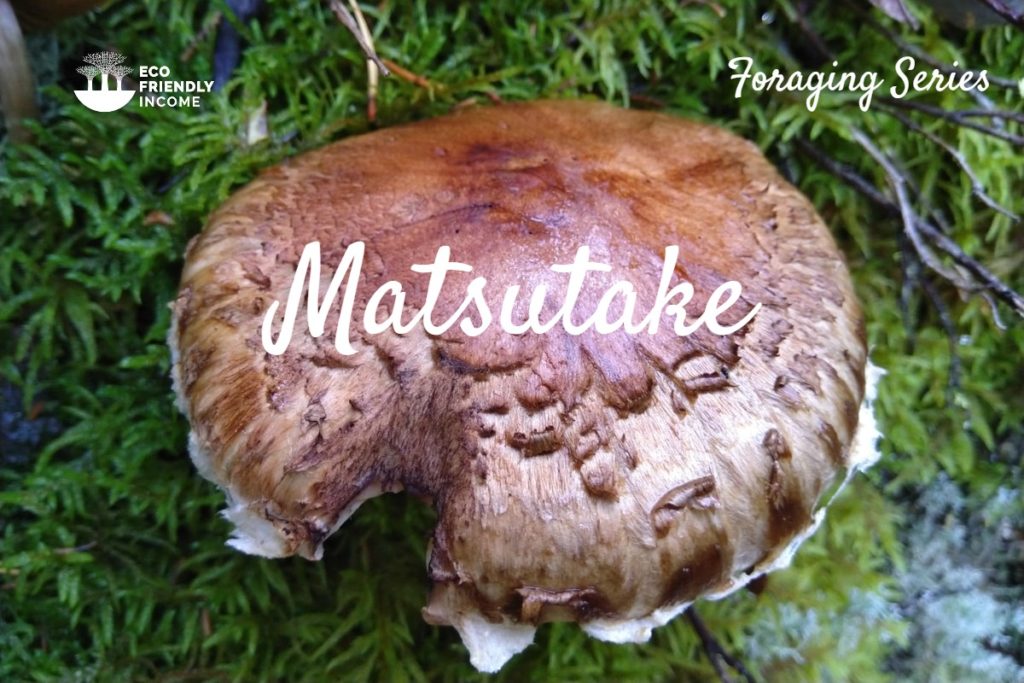 How To Identify Matsutake Mushrooms