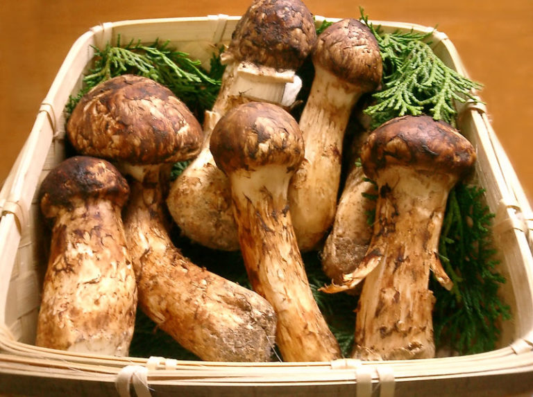 How To Identify Matsutake Mushrooms