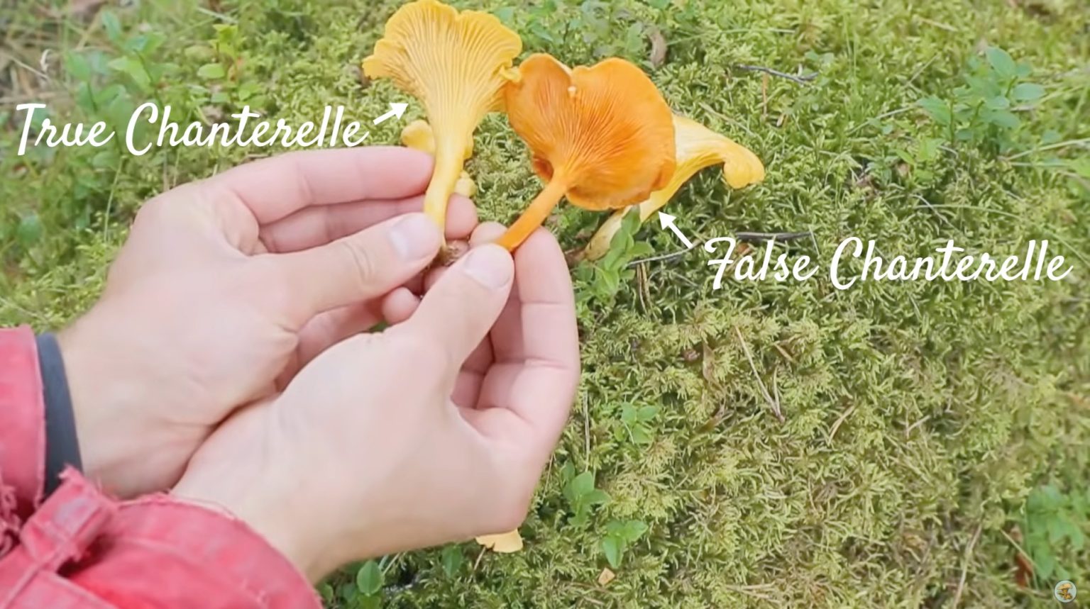 How To Identify Chanterelle Mushrooms