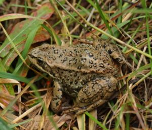 Boreal Forest Reptiles & Amphibians: The Boreal Encyclopedia