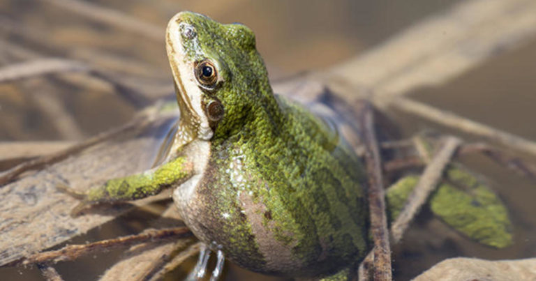 Boreal Forest Reptiles & Amphibians: The Boreal Encyclopedia