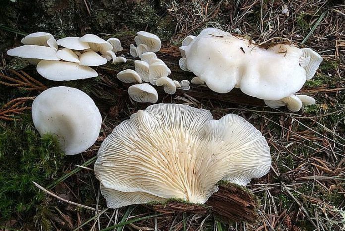 How to Identify Oyster Mushrooms (Pleurotus ostreatus)