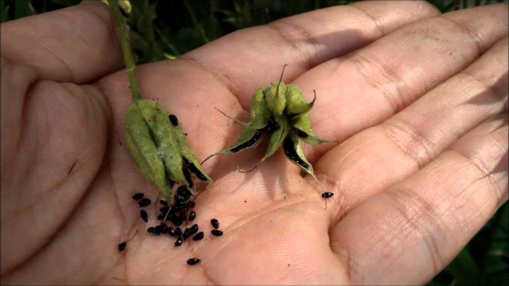 How to Identify & Propagate Canada Columbine (Aquilegia canadensis)