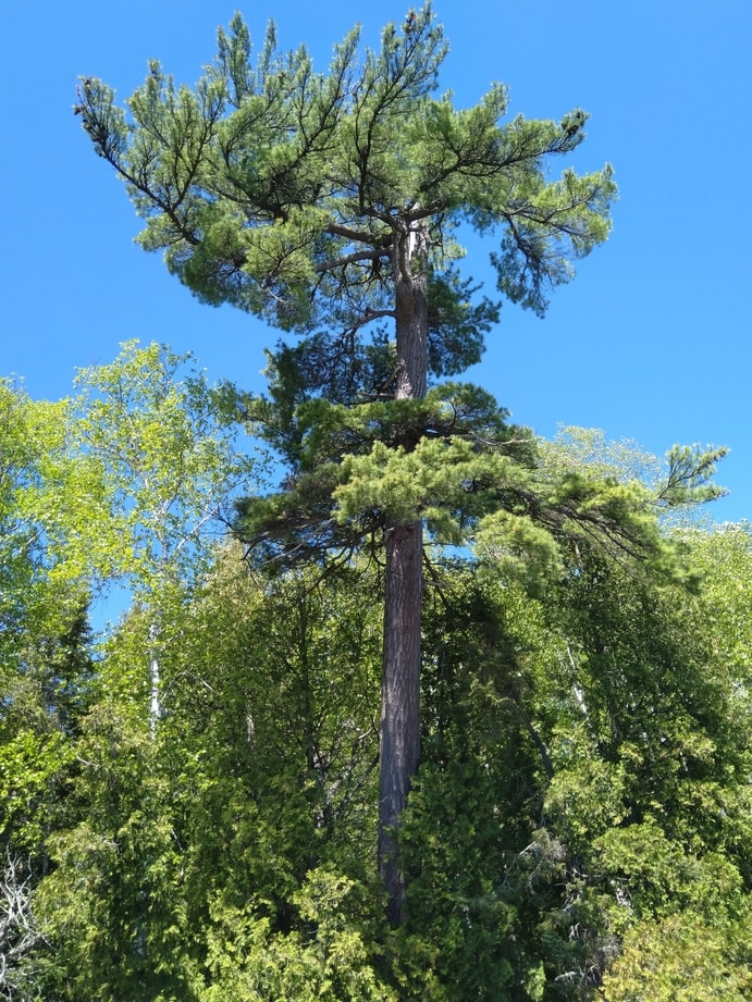How-to-Propagate-White-Pine-Pinus-Strobus-Pascal-Yan-Lessard