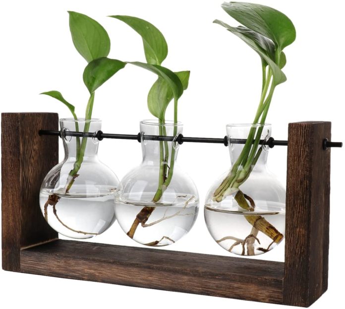 Plant Propagation Stations: 3 Ways to Start Now in 2022