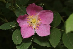 How to Identify & Propagate Wild Rose (Rosa acicularis)