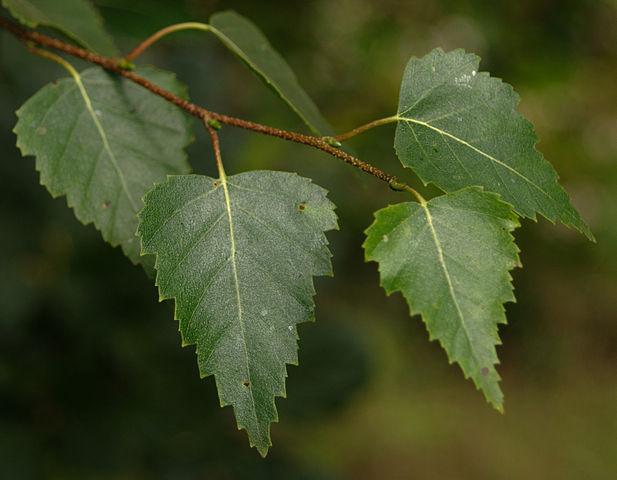 Silver Birch, Betula pendula