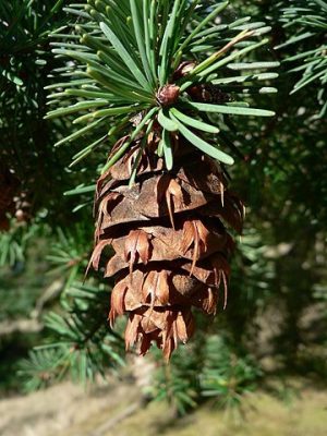 How to Identify & Propagate Douglas Fir (Pseudotsuga menziesii)