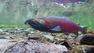 Boreal Forest Fish: The Boreal Encyclopedia