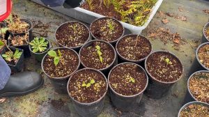 How to Propagate Viburnum from Stem Cuttings or Sowing Seeds